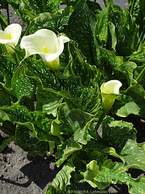 Zantedeschia rehmannii