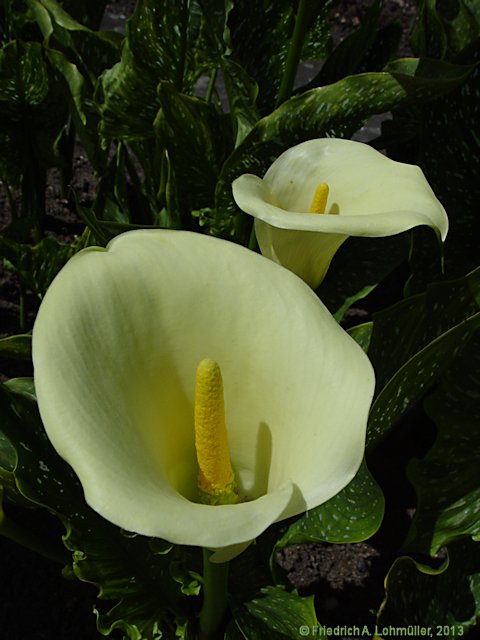 Zantedeschia rehmannii