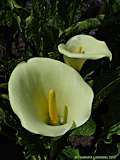 Zantedeschia