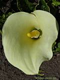 Zantedeschia rehmannii