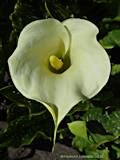 Zantedeschia rehmannii