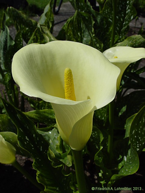 Zantedeschia rehmannii