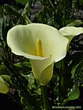 Zantedeschia rehmannii