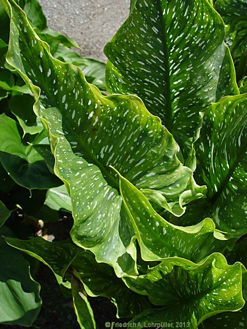 Zantedeschia rehmannii