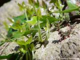 Hedera helix, ivy, Efeu