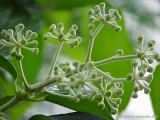 Hedera helix, ivy, Efeu