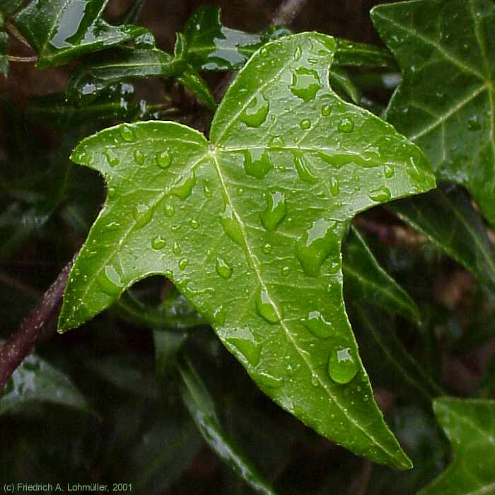 Hedera helix, ivy, Efeu