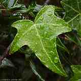 Hedera helix, ivy, Efeu