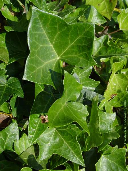 Hedera helix, ivy, Efeu