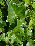 Hedera helix, ivy, Efeu