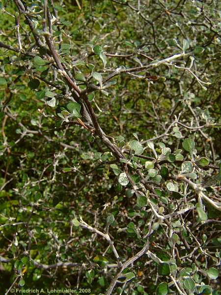 Corokia cotoneaster