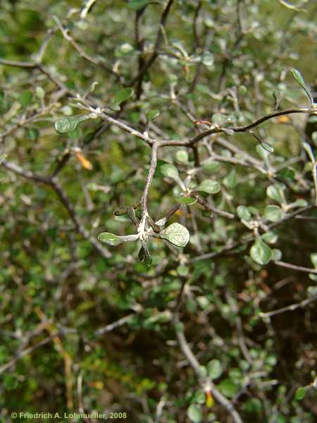 Corokia cotoneaster