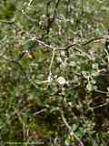 Corokia cotoneaster