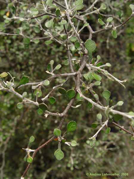 Corokia cotoneaster