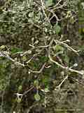 Corokia cotoneaster