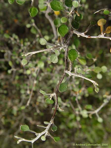 Corokia cotoneaster