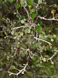 Corokia cotoneaster