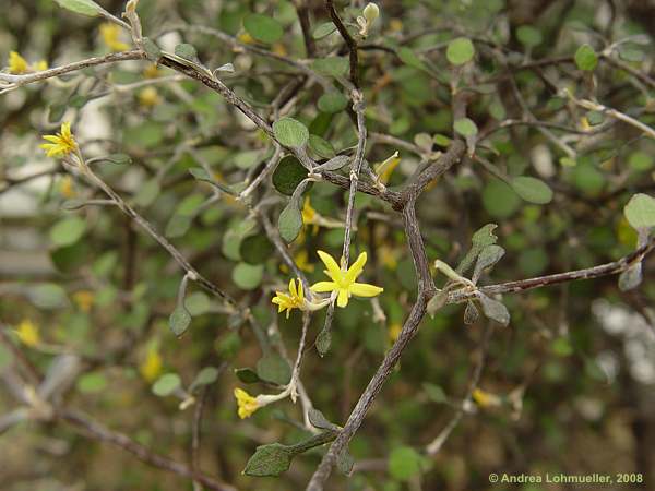 Corokia cotoneaster