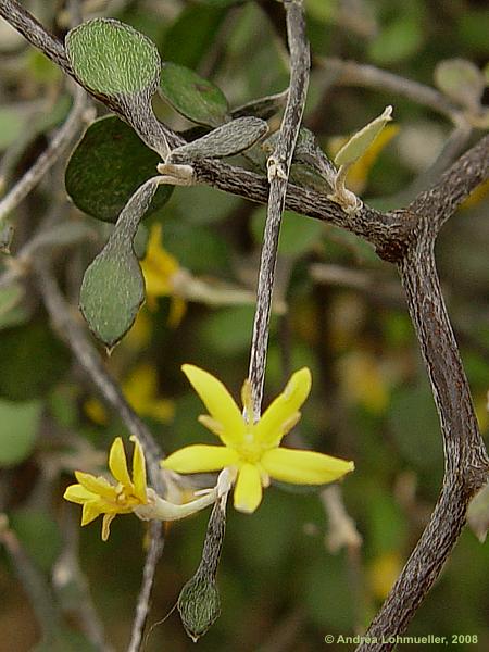 Corokia cotoneaster