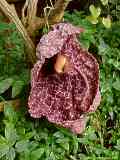 Aristolochia gigantea