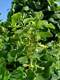 Aristolochia clematitis