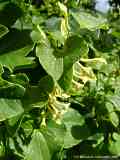 Aristolochia clematitis