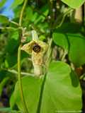 Aristolochia tomentosa