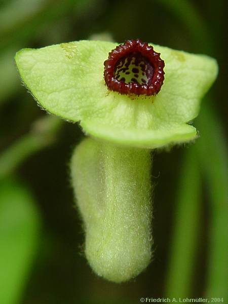 Aristolochia tomentosa