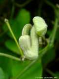 Aristolochia tomentosa