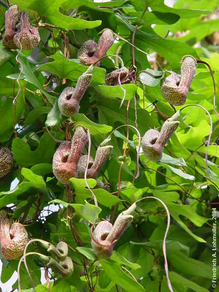 Aristolochia triloba