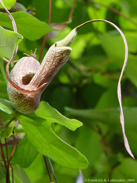 Aristolochia species