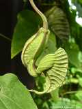 Aristolochia grandiflora