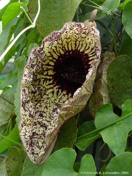Aristolochia grandiflora