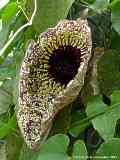 Aristolochia grandiflora