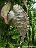 Aristolochia grandiflora