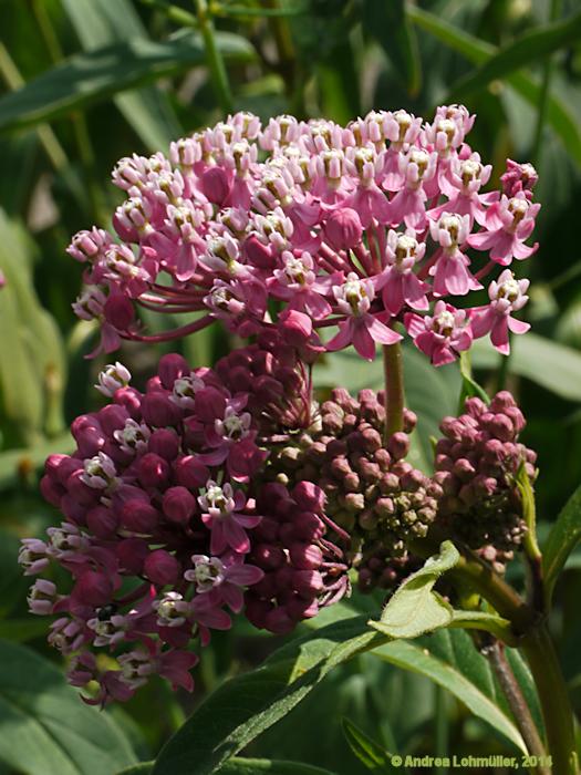 Asclepias curassavica