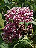 Asclepias curassavica