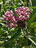 Asclepias curassavica