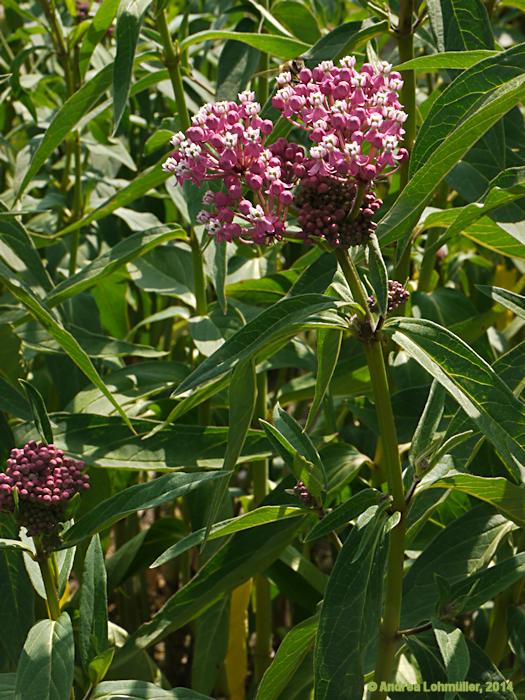 Asclepias curassavica