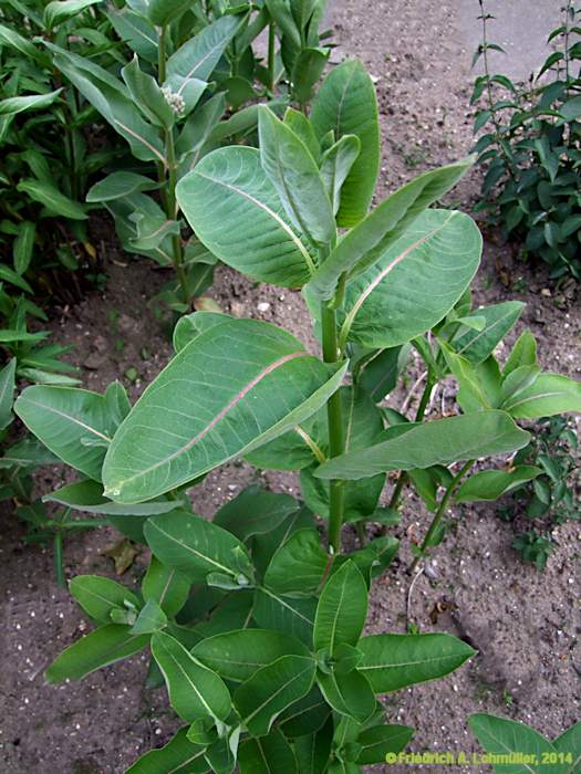 Asclepias speciosa