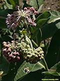 Asclepias speciosa