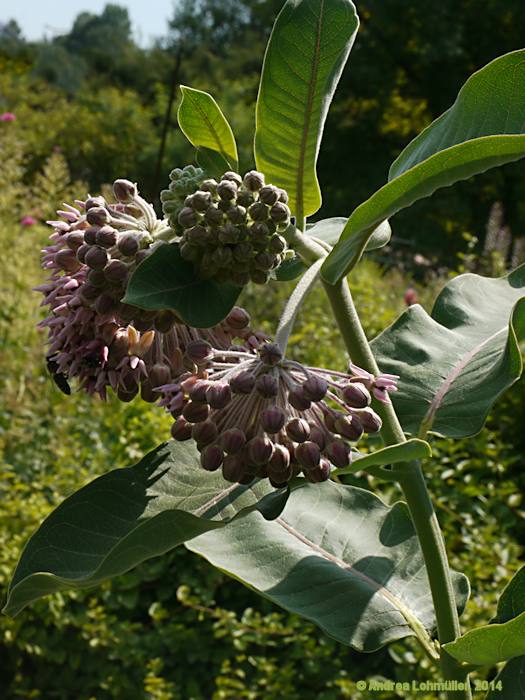 Asclepias speciosa