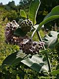 Asclepias speciosa