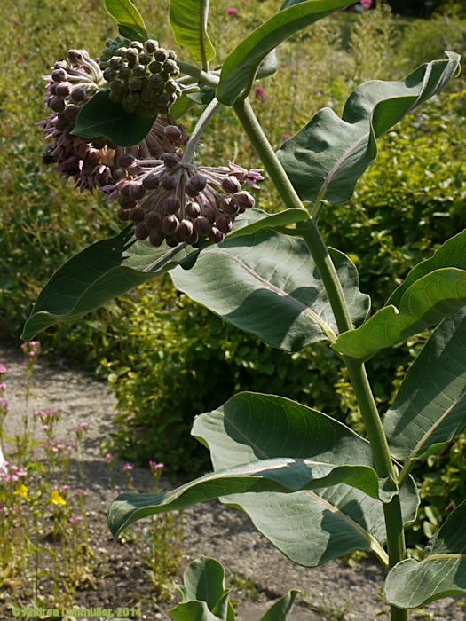 Asclepias speciosa