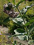 Asclepias speciosa