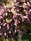 Asclepias speciosa