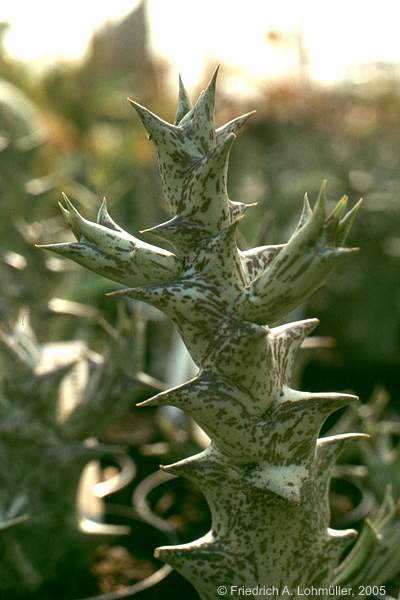 Caralluma maculata