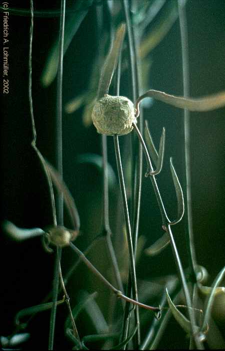 Ceropegia woodii ssp. debilis