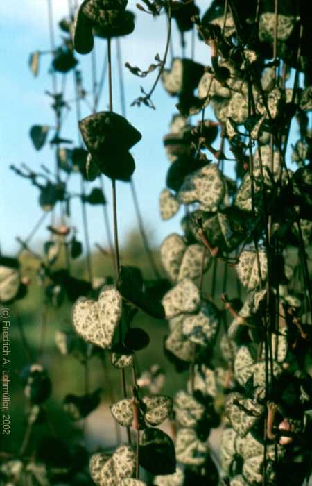 Ceropegia woodii