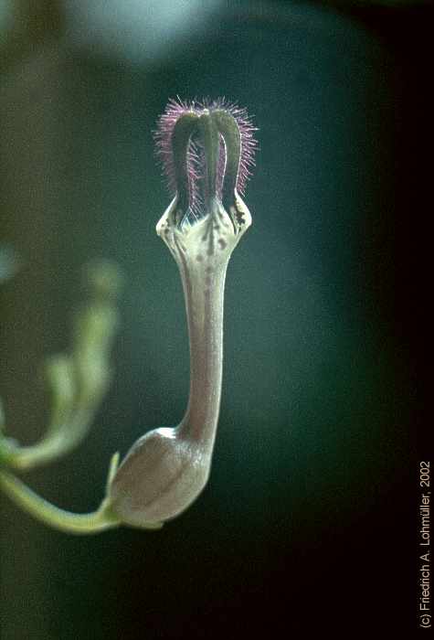 Ceropegia woodii ssp. debilis